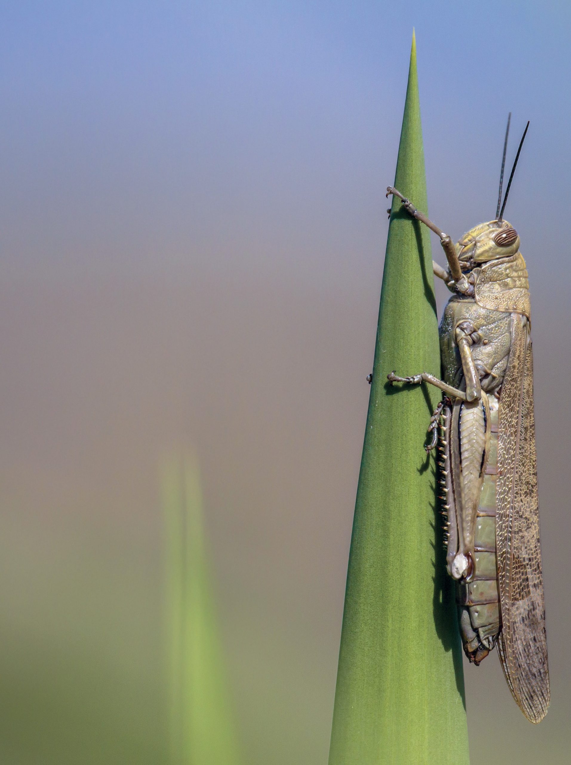 Summer Insects Locust Plagues of locusts - Hodder Education Magazines