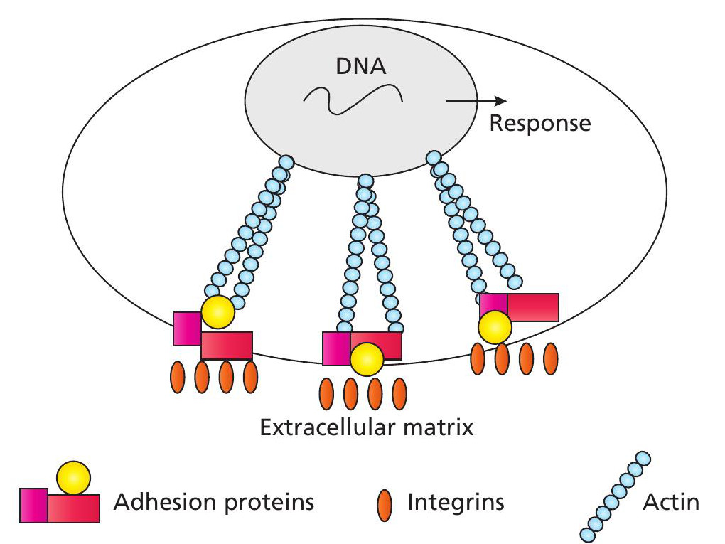 Tissue engineering - Hodder Education Magazines