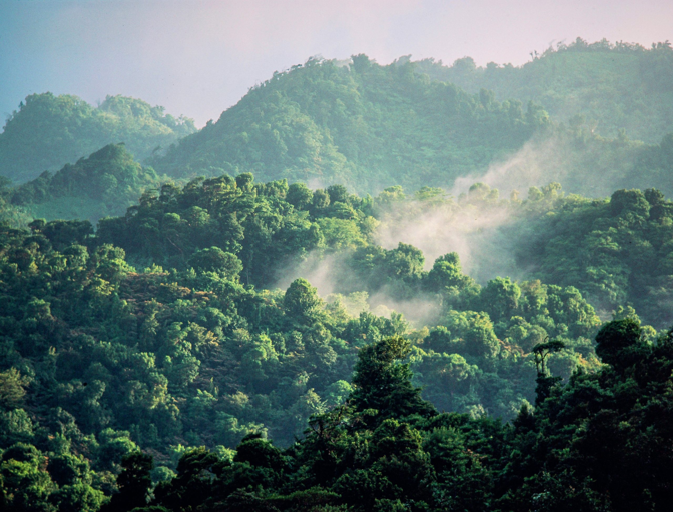 Photograph of lush rainforest canopy