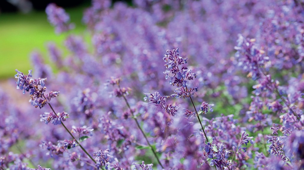 A green plant with purple flowers.