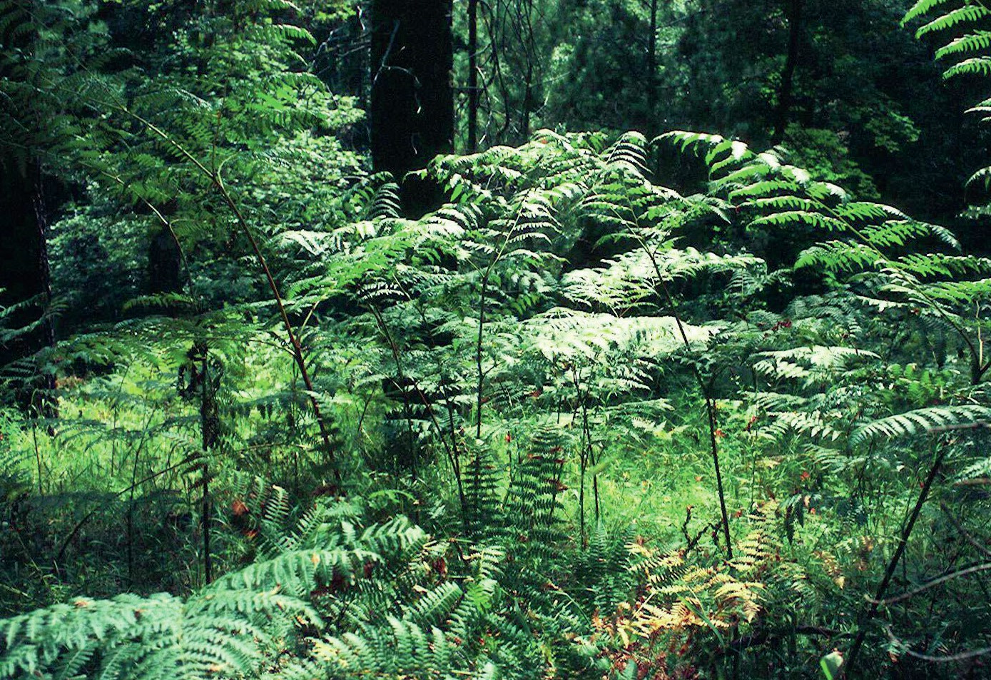 Bracken plants in a clearing in the forest.