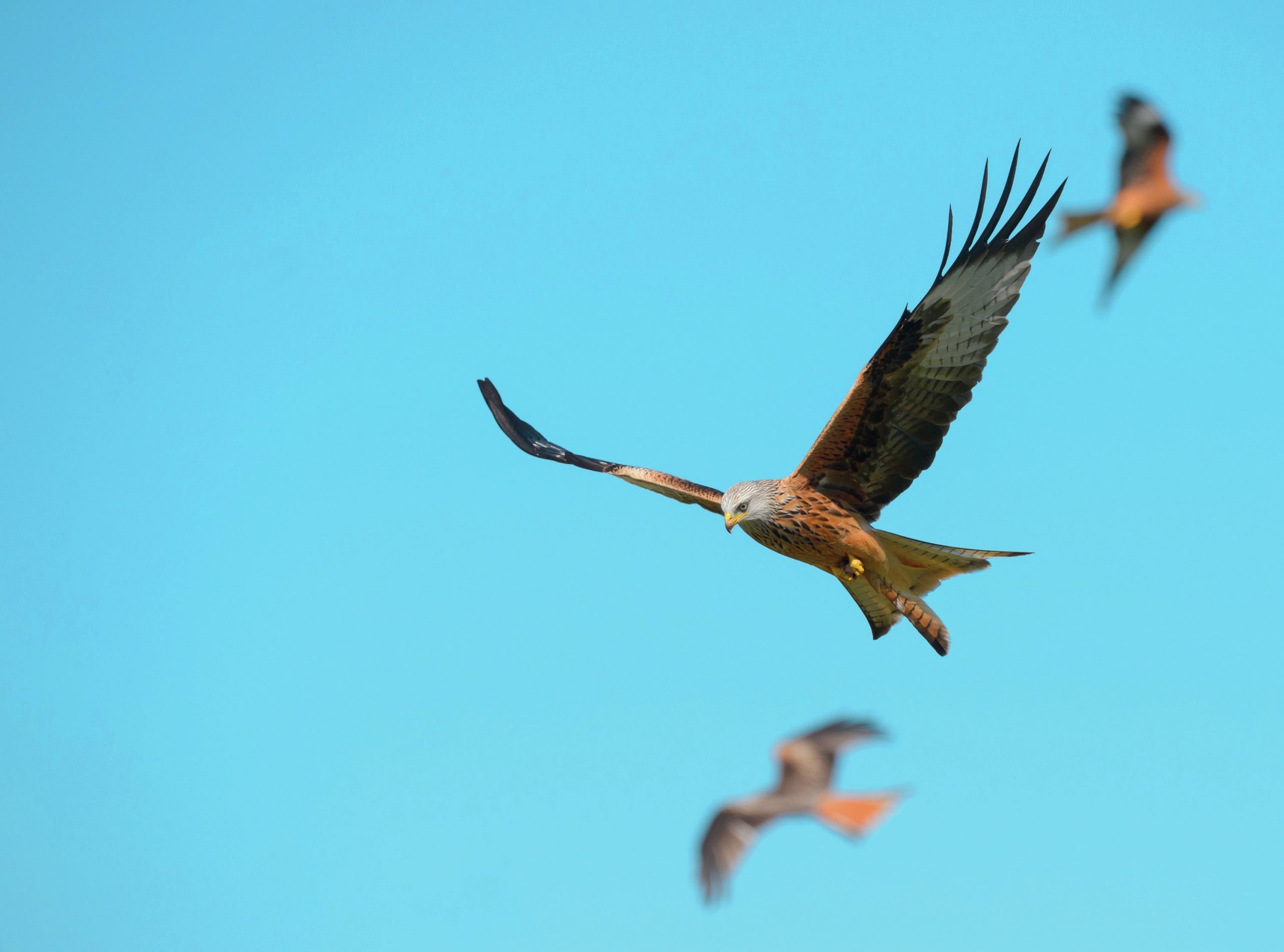 A red kite in flight with two red kites in the background.