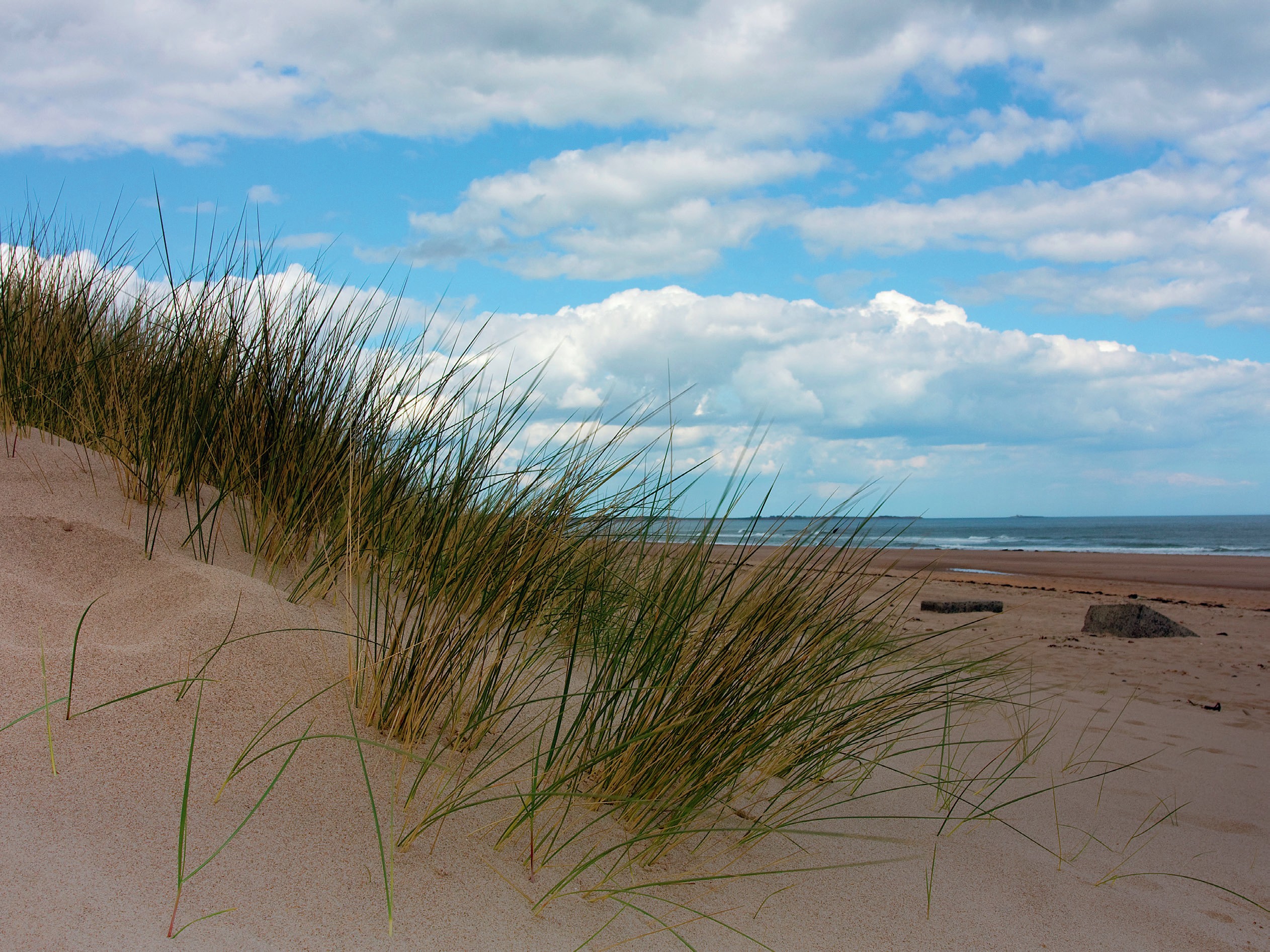 Tall green grass on a sand dune with the ocean in the background.