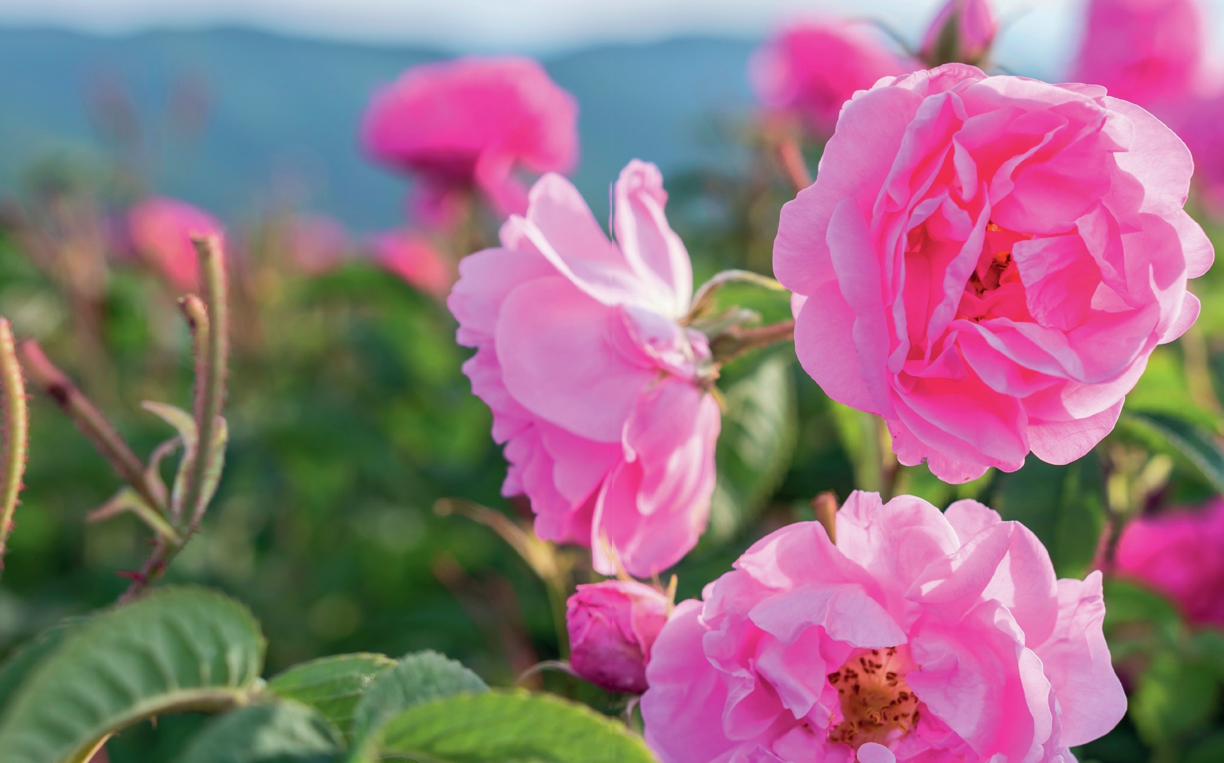 Pink roses in a field.