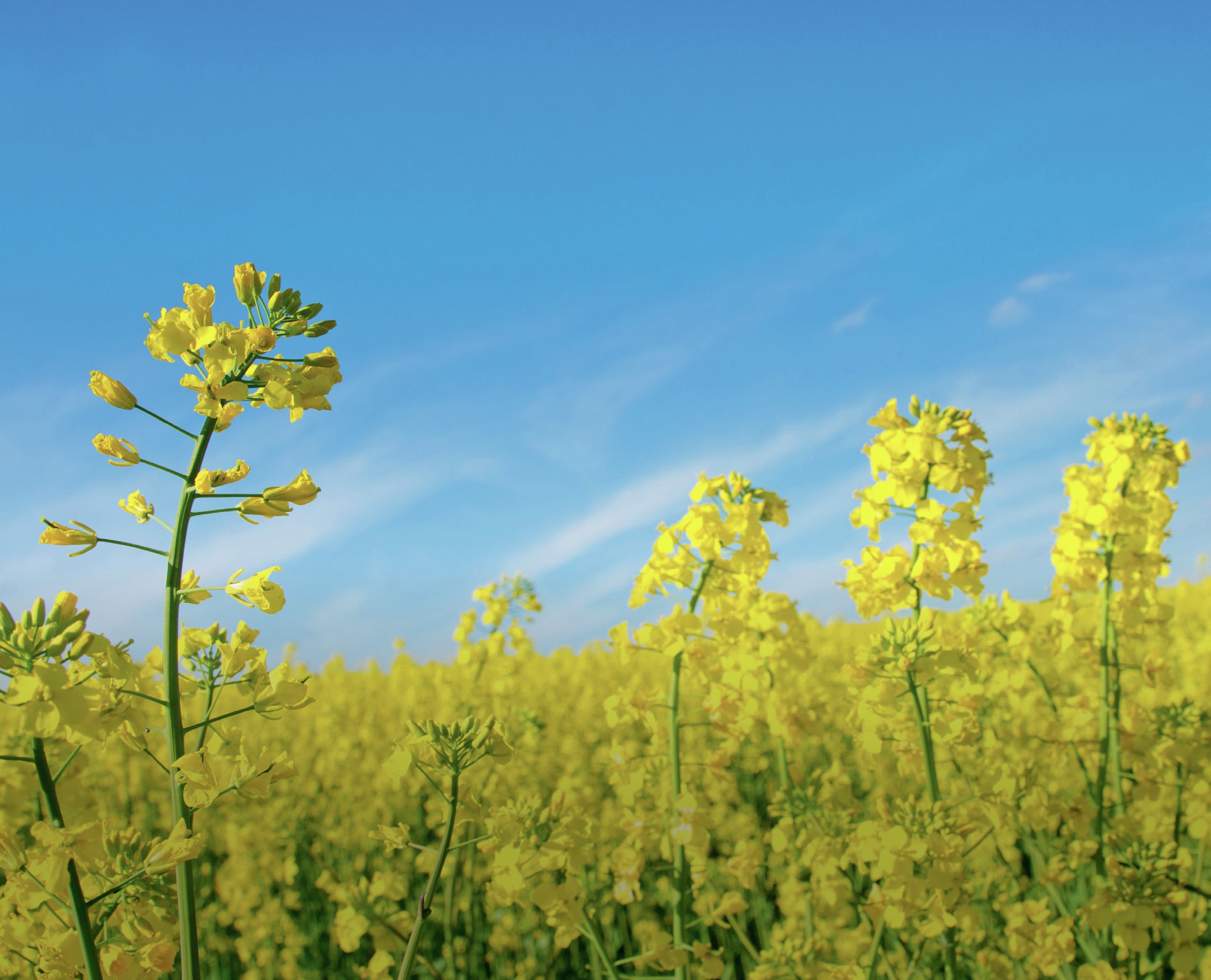 A field of rapeseed, which has yellow flowers.