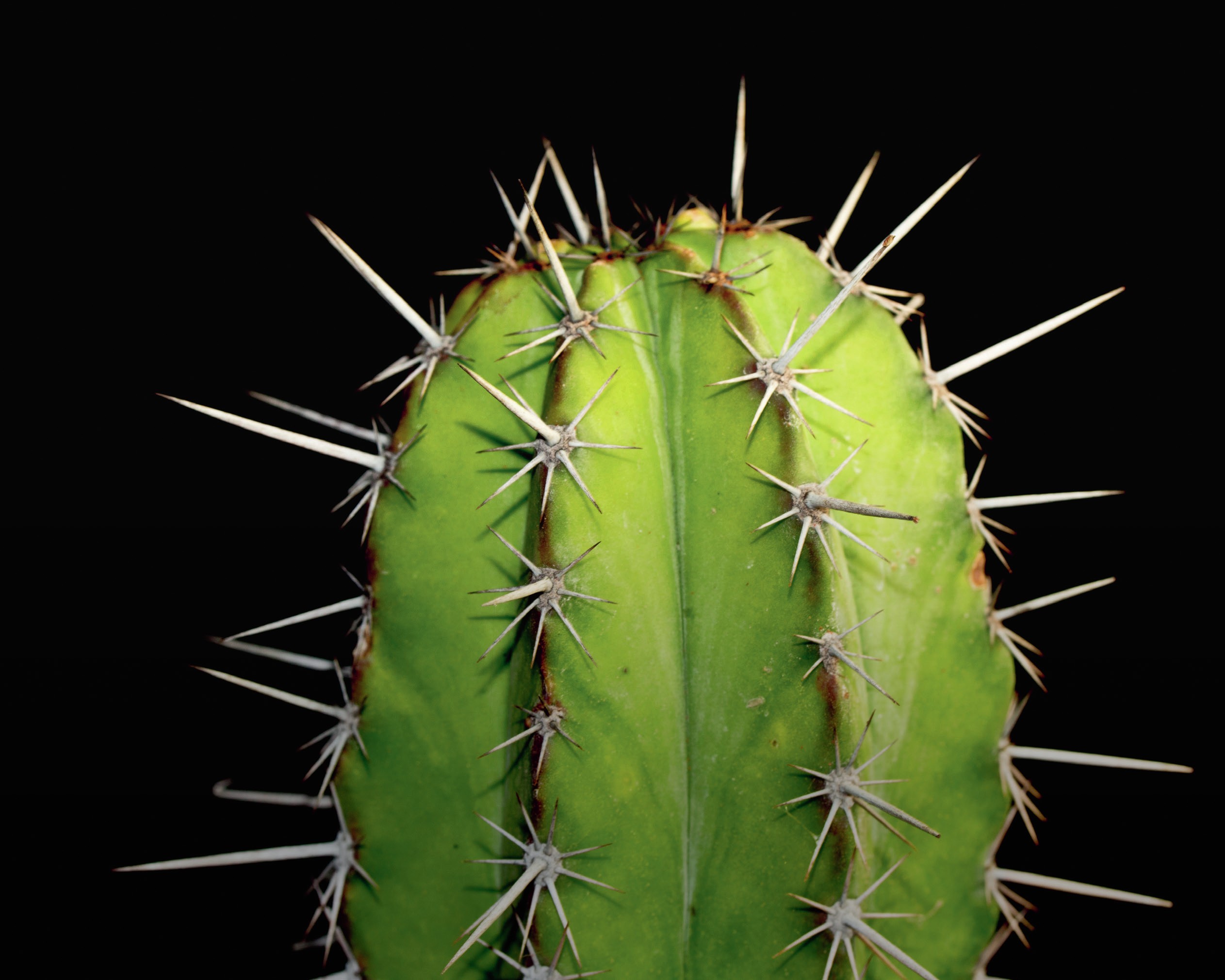 A close up of a cactus.