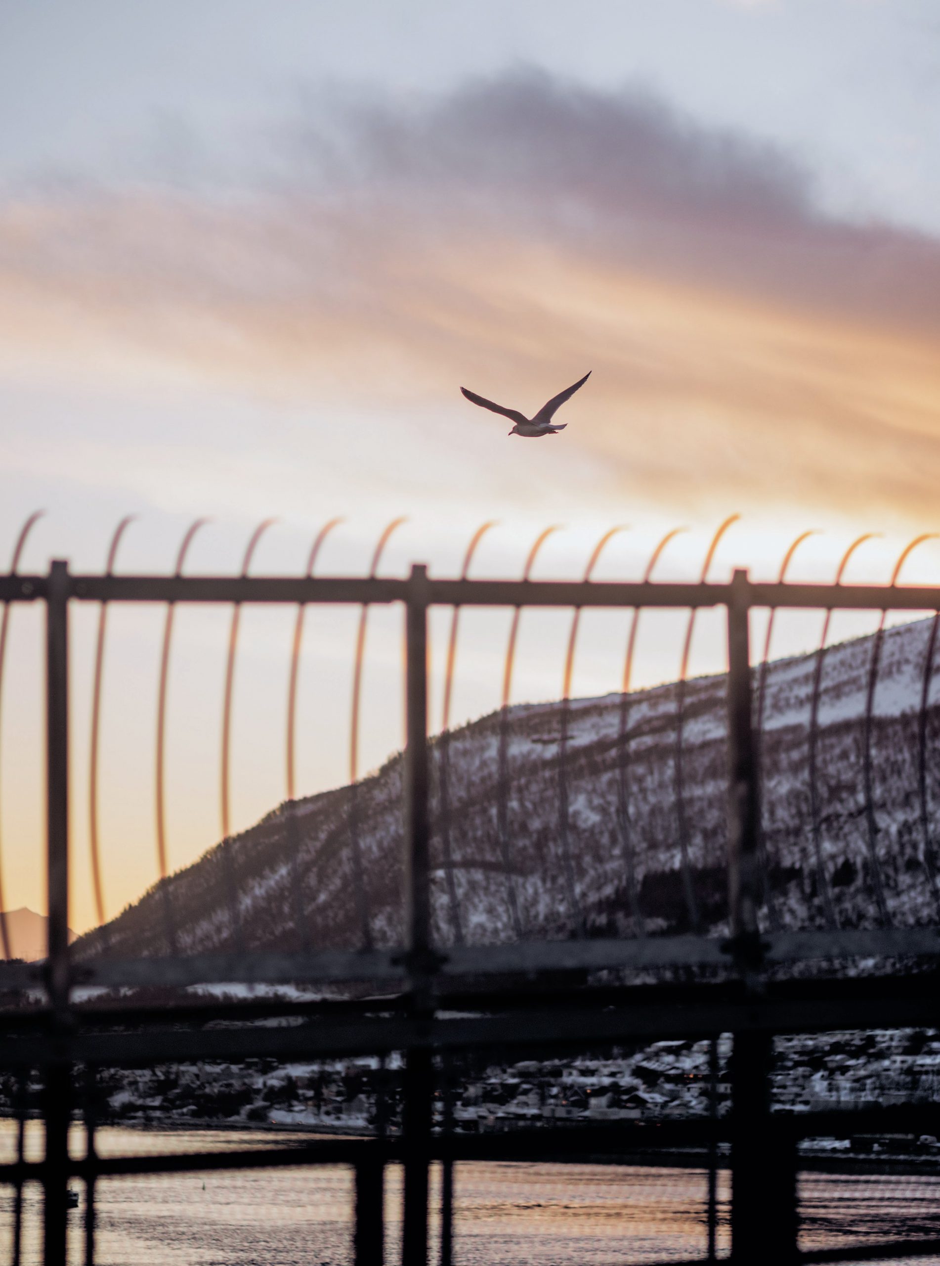 Bird aloft with security fence in foreground.