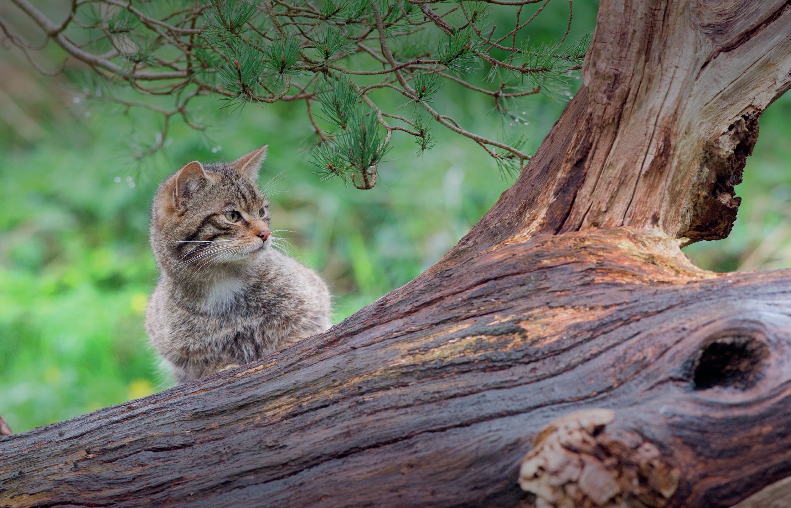Wildcat on a fallen tree.