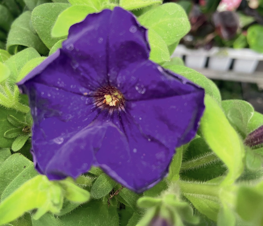 A purple flower.