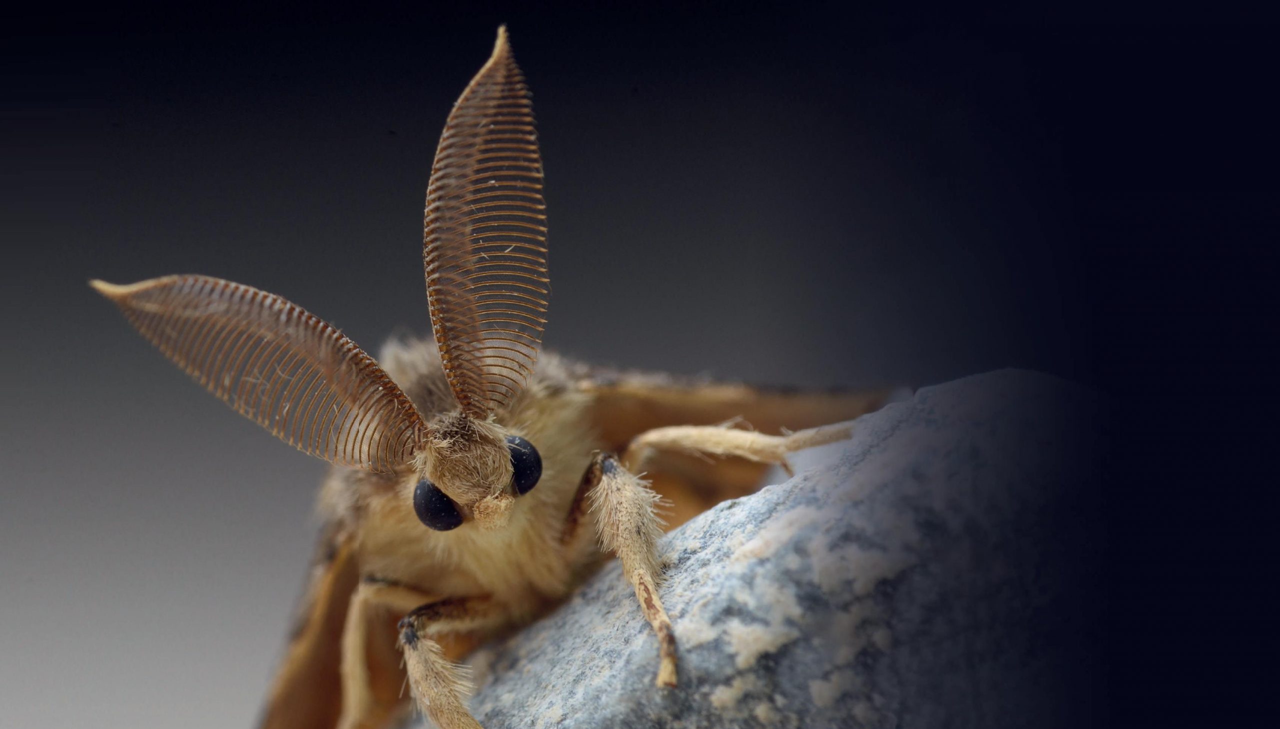 Close up of a moth with large, feathery antennae.