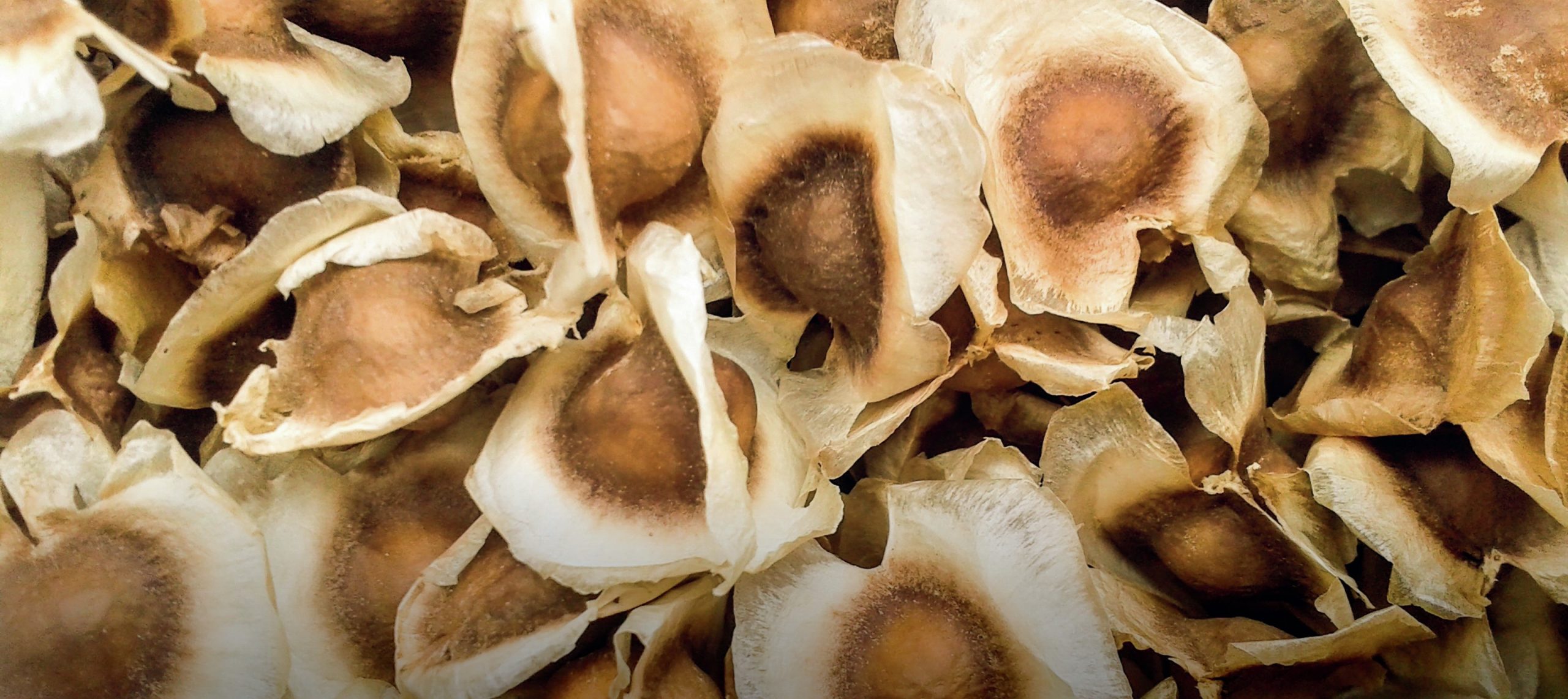 Close up of brown seeds.