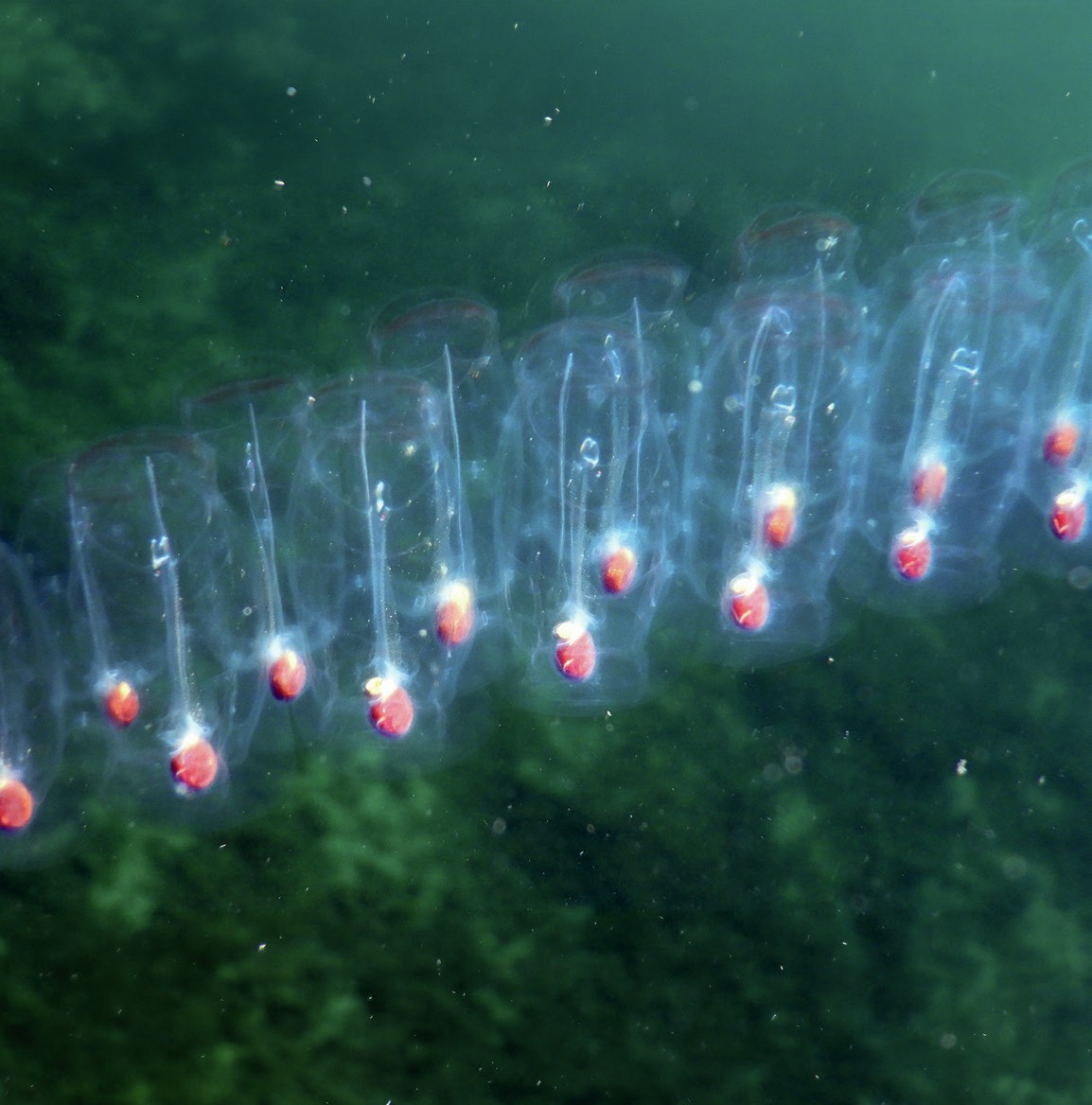 A chain of transparent sea creatures.