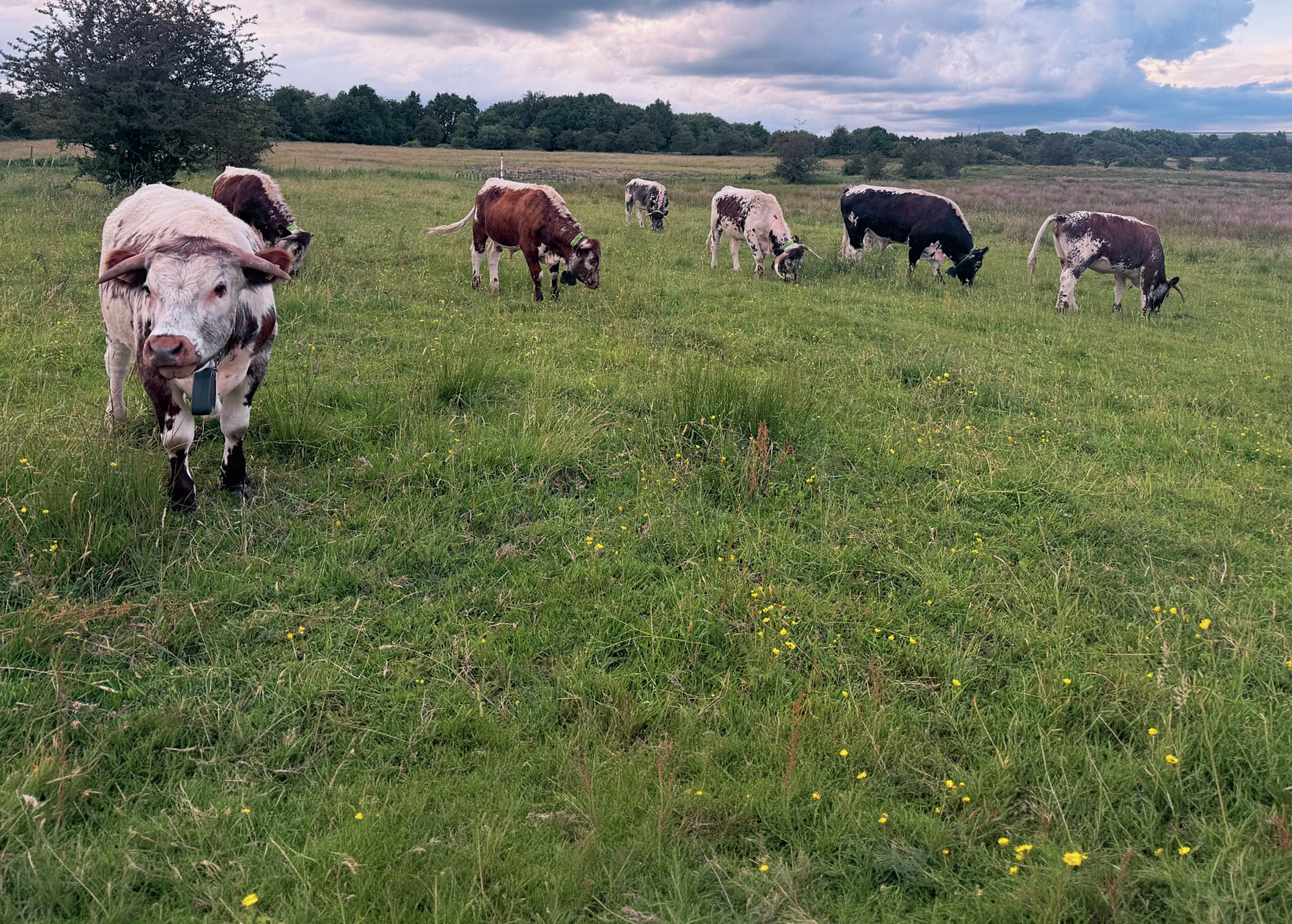 Cattle in a field surrounded by woodland.