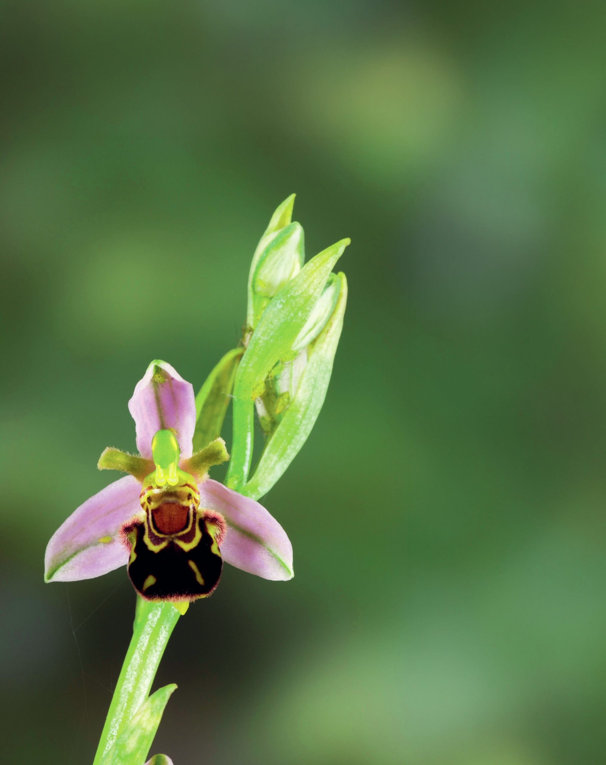 A pink orchid with a yellow and black petal.
