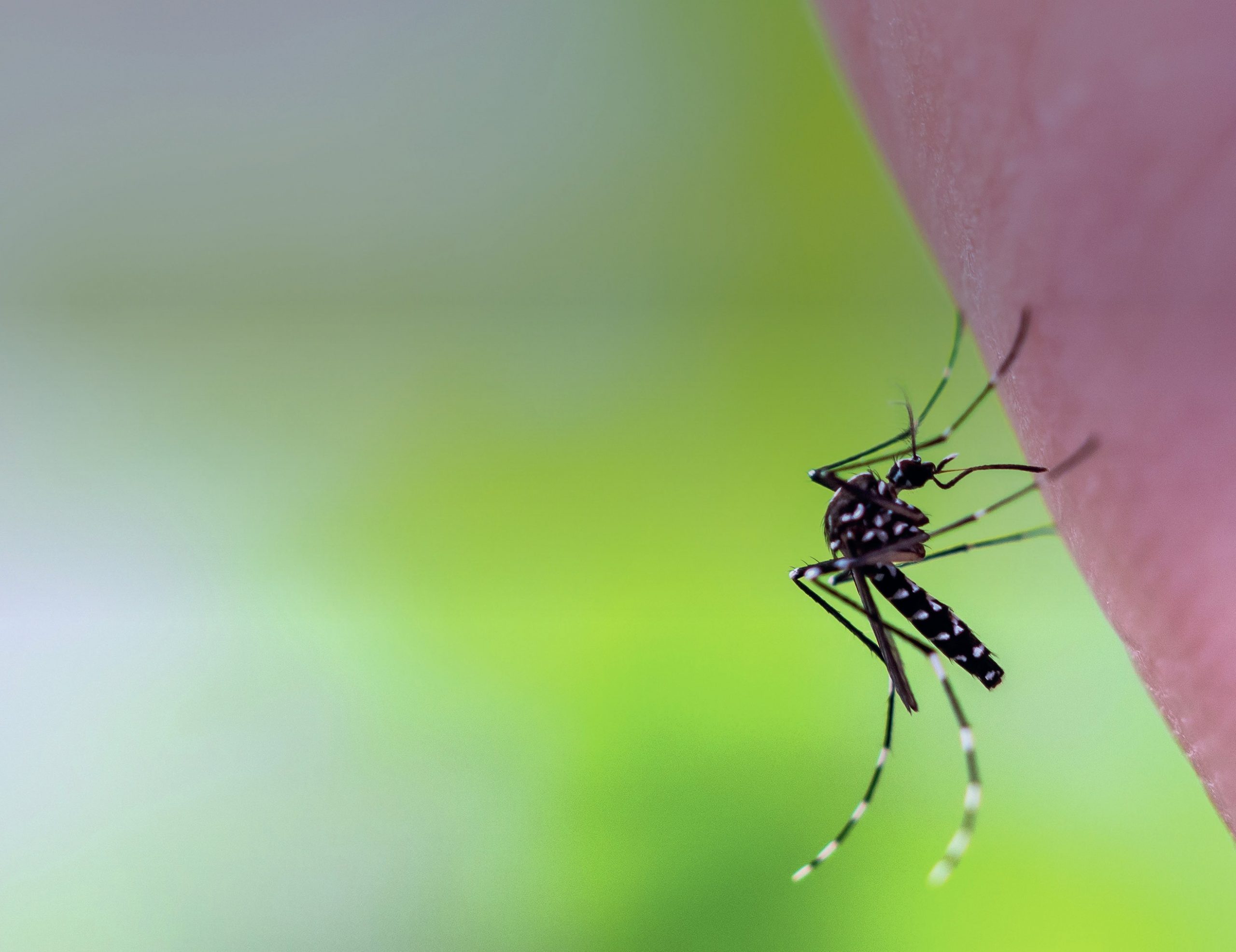 Close up of a mosquito on a person’s skin