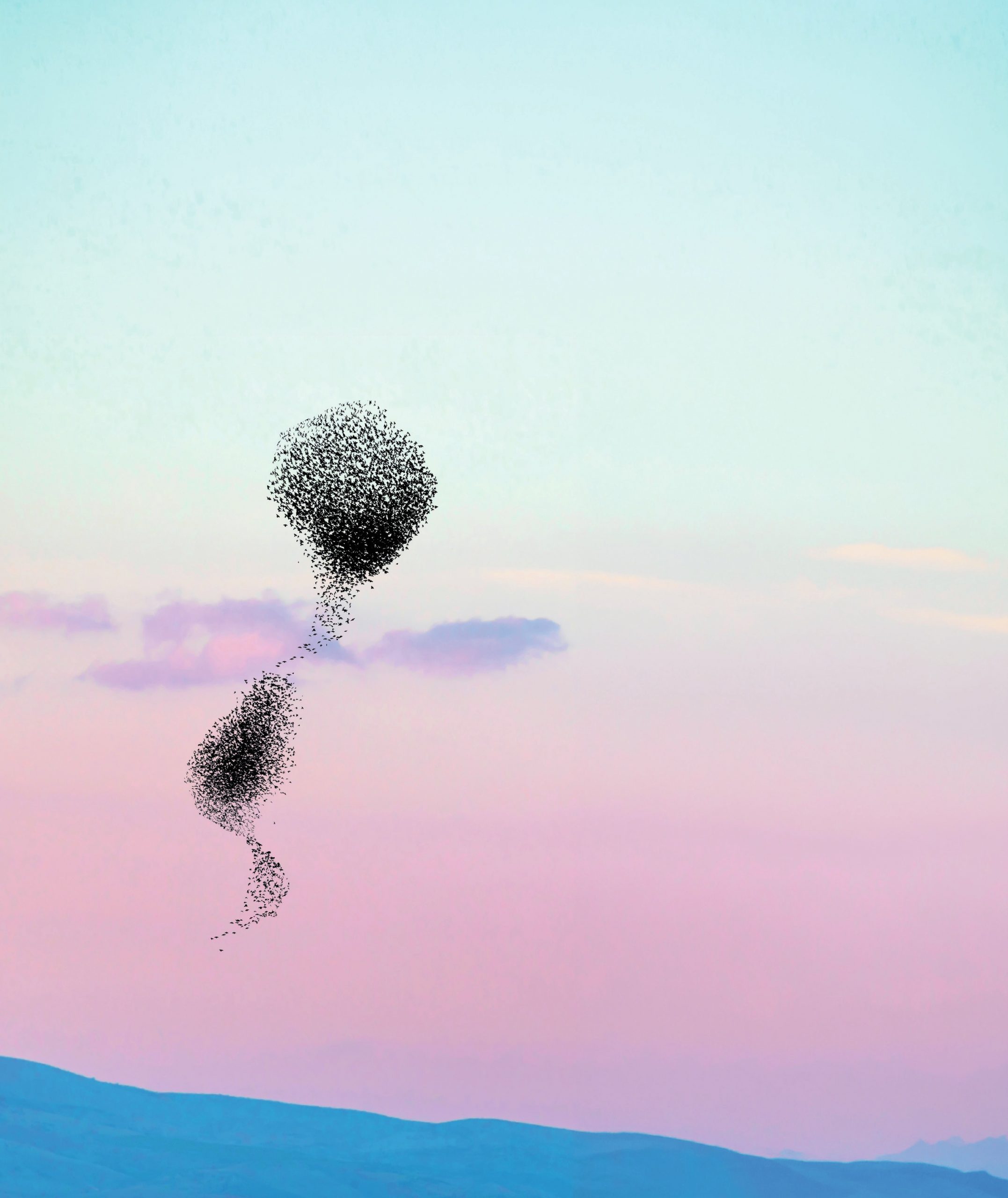 Murmuration of starlings.